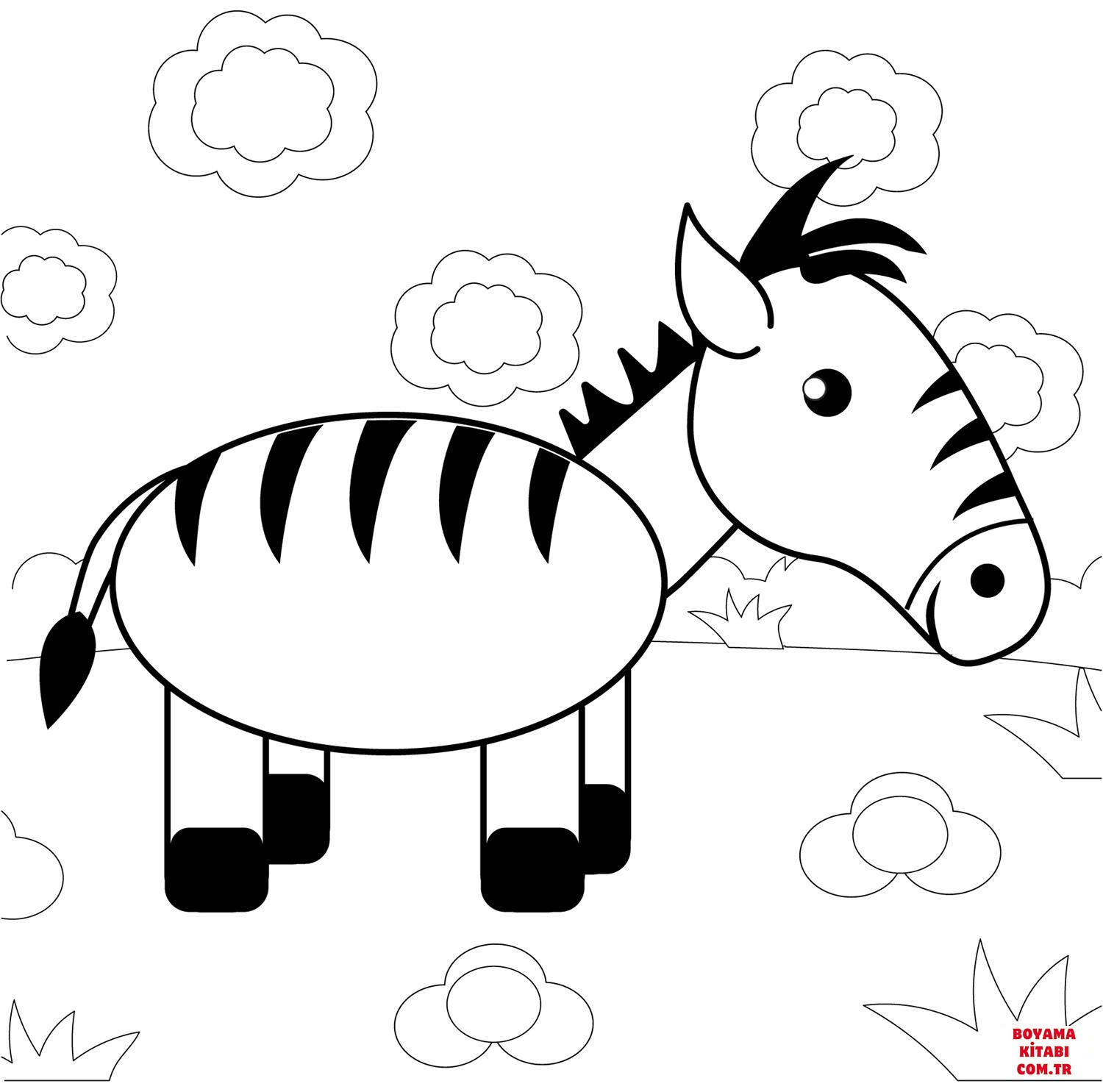 Zebra