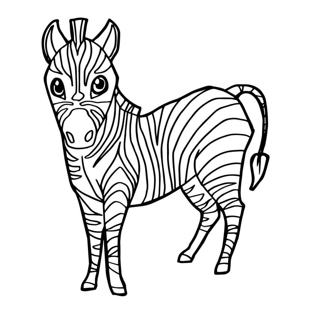 Zebra