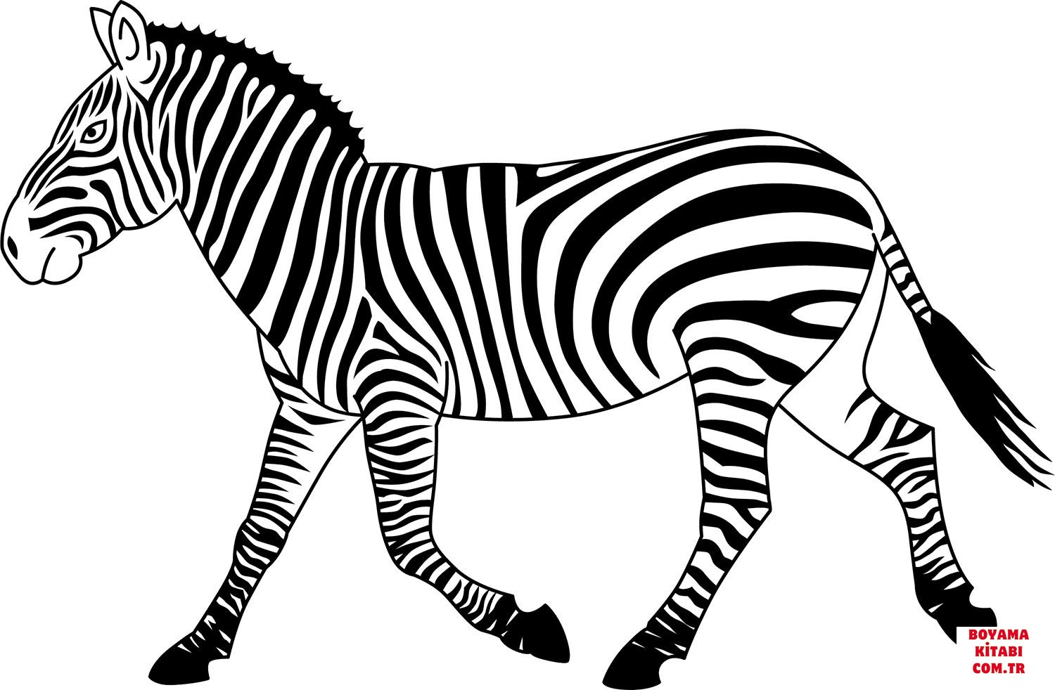 Zebra